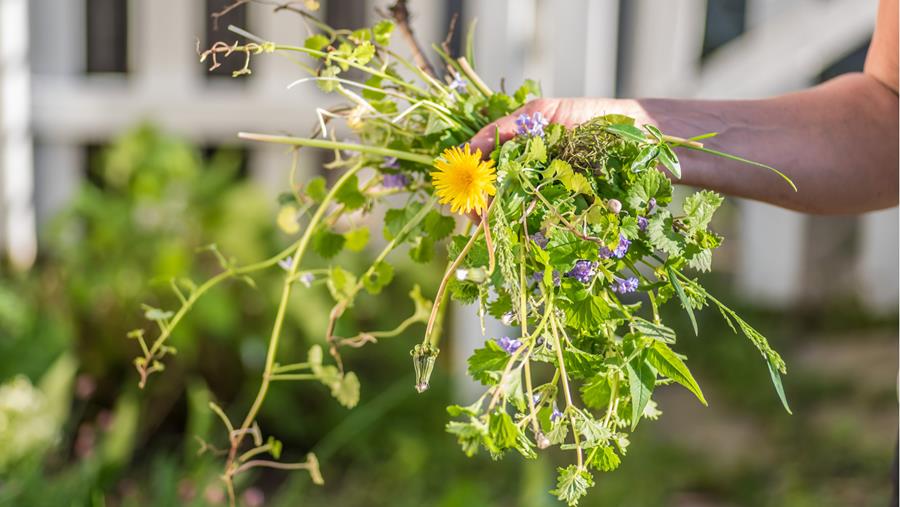 DU NOUVEAU DANS VOTRE RAYON DÉSHERBAGE POUR 2022