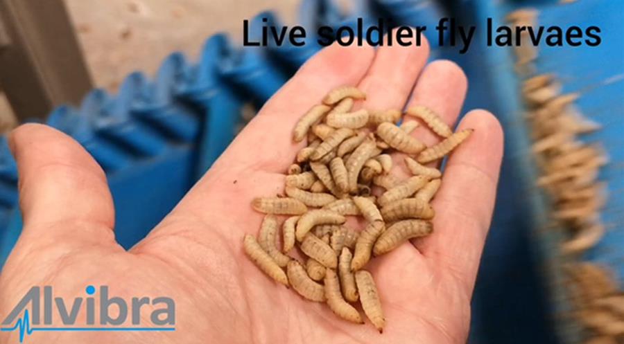 Alvibra pour le traitement des larves de mouches soldats noires