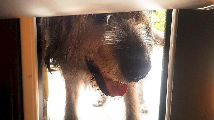 Comment équiper votre porte d'une chatière pour chats ou chiens?